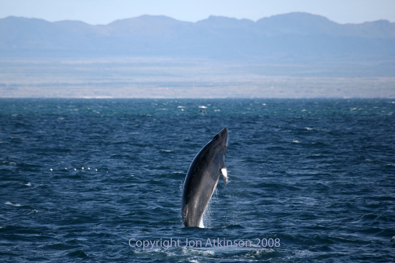 Minki whale, Iceland